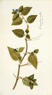 Commelina mollis - Nikolaus Joseph Freiherr von Jacquin — artwork view