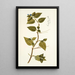Commelina mollis - Nikolaus Joseph Freiherr von Jacquin — framed artwork on a wall