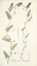 Convolvulus crenatus - Nikolaus Joseph Freiherr von Jacquin — artwork view