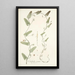 Convolvulus crenatus - Nikolaus Joseph Freiherr von Jacquin — framed artwork on a wall