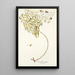 Convolvulus floridus - Nikolaus Joseph Freiherr von Jacquin — framed artwork on a wall