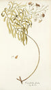 Convolvulus floridus - Nikolaus Joseph Freiherr von Jacquin — artwork view