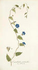 Convolvulus pentanthus - Nikolaus Joseph Freiherr von Jacquin — artwork view