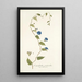 Convolvulus pentanthus - Nikolaus Joseph Freiherr von Jacquin — framed artwork on a wall