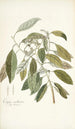 Conyza carolinensis - Nikolaus Joseph Freiherr von Jacquin — artwork view