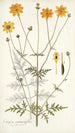 Coreopsis artemisiaefolia - Nikolaus Joseph Freiherr von Jacquin — artwork view
