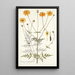 Coreopsis artemisiaefolia - Nikolaus Joseph Freiherr von Jacquin — framed artwork on a wall