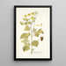 Coreopsis limensis - Nikolaus Joseph Freiherr von Jacquin — framed artwork on a wall