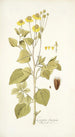 Coreopsis limensis - Nikolaus Joseph Freiherr von Jacquin — artwork view