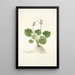Cortusa matthioli - Nikolaus Joseph Freiherr von Jacquin — framed artwork on a wall