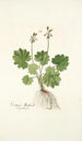 Cortusa matthioli - Nikolaus Joseph Freiherr von Jacquin — artwork view