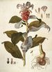 Costus arabicus - Nikolaus Joseph Freiherr von Jacquin — artwork view