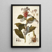 Costus arabicus - Nikolaus Joseph Freiherr von Jacquin — framed artwork on a wall