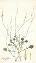 Crambe filiformis - Nikolaus Joseph Freiherr von Jacquin — artwork view