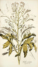 Crambe orientalis - Nikolaus Joseph Freiherr von Jacquin — artwork view