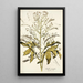 Crambe orientalis - Nikolaus Joseph Freiherr von Jacquin — framed artwork on a wall