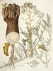Crambe tartaria - Nikolaus Joseph Freiherr von Jacquin — artwork view