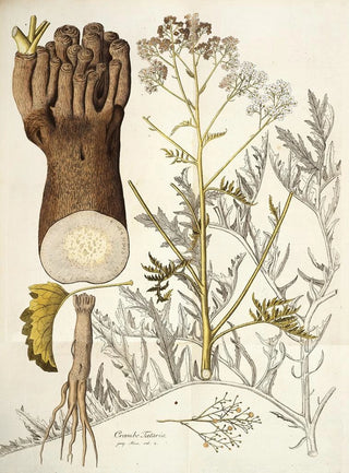 Nikolaus Joseph Freiherr von Jacquin - Crambe tataria.webp