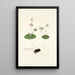 Crassula umbella - Nikolaus Joseph Freiherr von Jacquin — framed artwork on a wall