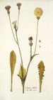 Crepis albida - Nikolaus Joseph Freiherr von Jacquin — artwork view
