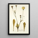 Crepis albida - Nikolaus Joseph Freiherr von Jacquin — framed artwork on a wall