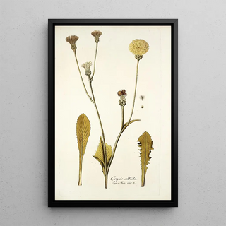 Nikolaus Joseph Freiherr von Jacquin - Crepis albida.webp