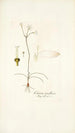 Crinum tenellum - Nikolaus Joseph Freiherr von Jacquin — artwork view