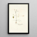 Crinum tenellum - Nikolaus Joseph Freiherr von Jacquin — framed artwork on a wall