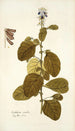 Crotalaria coerulea - Nikolaus Joseph Freiherr von Jacquin — artwork view