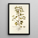 Croton glandulosum - Nikolaus Joseph Freiherr von Jacquin — framed artwork on a wall