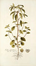 Croton glandulosum - Nikolaus Joseph Freiherr von Jacquin — artwork view