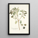 Croton punctatum - Nikolaus Joseph Freiherr von Jacquin — framed artwork on a wall