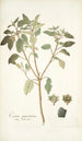 Croton punctatum - Nikolaus Joseph Freiherr von Jacquin — artwork view
