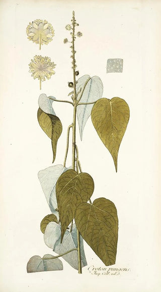 Nikolaus Joseph Freiherr von Jacquin - Croton pungens.webp