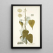 Croton pungens - Nikolaus Joseph Freiherr von Jacquin — framed artwork on a wall