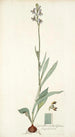 Cyanella orchidiformis - Nikolaus Joseph Freiherr von Jacquin — artwork view