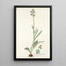 Cyanella orchidiformis - Nikolaus Joseph Freiherr von Jacquin — framed artwork on a wall