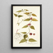 Cynanchum carolinense - Nikolaus Joseph Freiherr von Jacquin — framed artwork on a wall