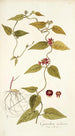 Cynanchum carolinense - Nikolaus Joseph Freiherr von Jacquin — artwork view