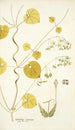 Cynanchum extensum - Nikolaus Joseph Freiherr von Jacquin — artwork view