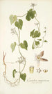 Cynanchum monspeliacum - Nikolaus Joseph Freiherr von Jacquin — artwork view