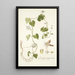 Cynanchum monspeliacum - Nikolaus Joseph Freiherr von Jacquin — framed artwork on a wall