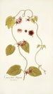 Cynanchum obliquum - Nikolaus Joseph Freiherr von Jacquin — artwork view
