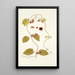 Cynanchum obliquum - Nikolaus Joseph Freiherr von Jacquin — framed artwork on a wall