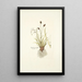 Cynosurus caruleus - Nikolaus Joseph Freiherr von Jacquin — framed artwork on a wall