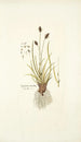 Cynosurus caruleus - Nikolaus Joseph Freiherr von Jacquin — artwork view