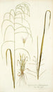 Cynosurus domingensis - Nikolaus Joseph Freiherr von Jacquin — artwork view