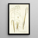 Cynosurus domingensis - Nikolaus Joseph Freiherr von Jacquin — framed artwork on a wall