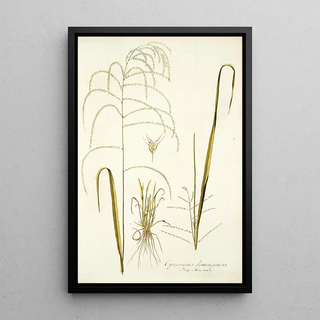 Nikolaus Joseph Freiherr von Jacquin - Cynosurus domingensis.webp