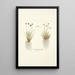 Cynosurus sphaerocephalus - Nikolaus Joseph Freiherr von Jacquin — framed artwork on a wall